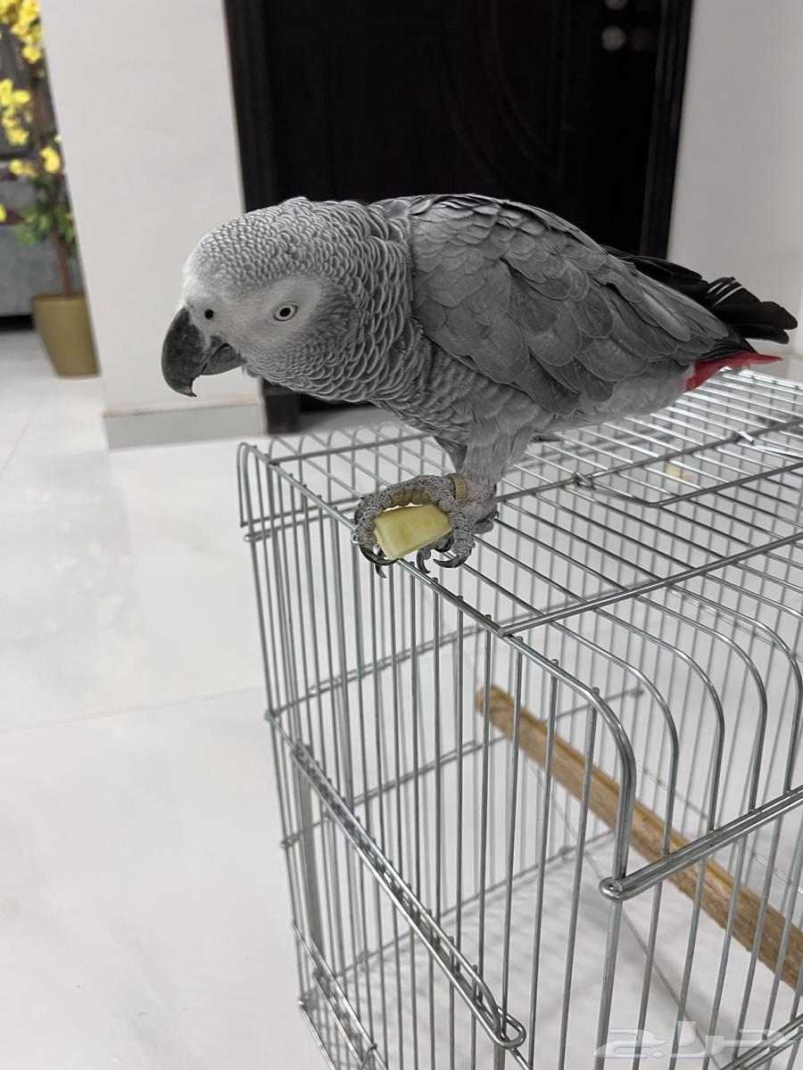 Female African Grey Parrot with Double-Layer Cage63618679049602113