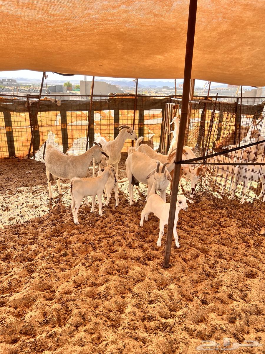 Goats for sale, 4 with 663725537258499110