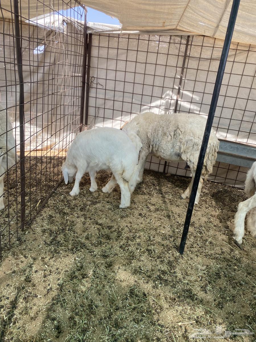 Free-range lambs, one ram and his flock slaughtered63720126094849110