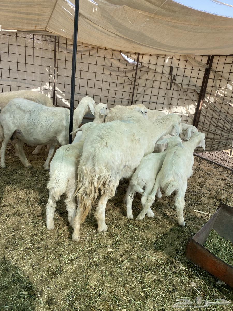 Free-range lambs, one ram and his flock slaughtered63720126094849112