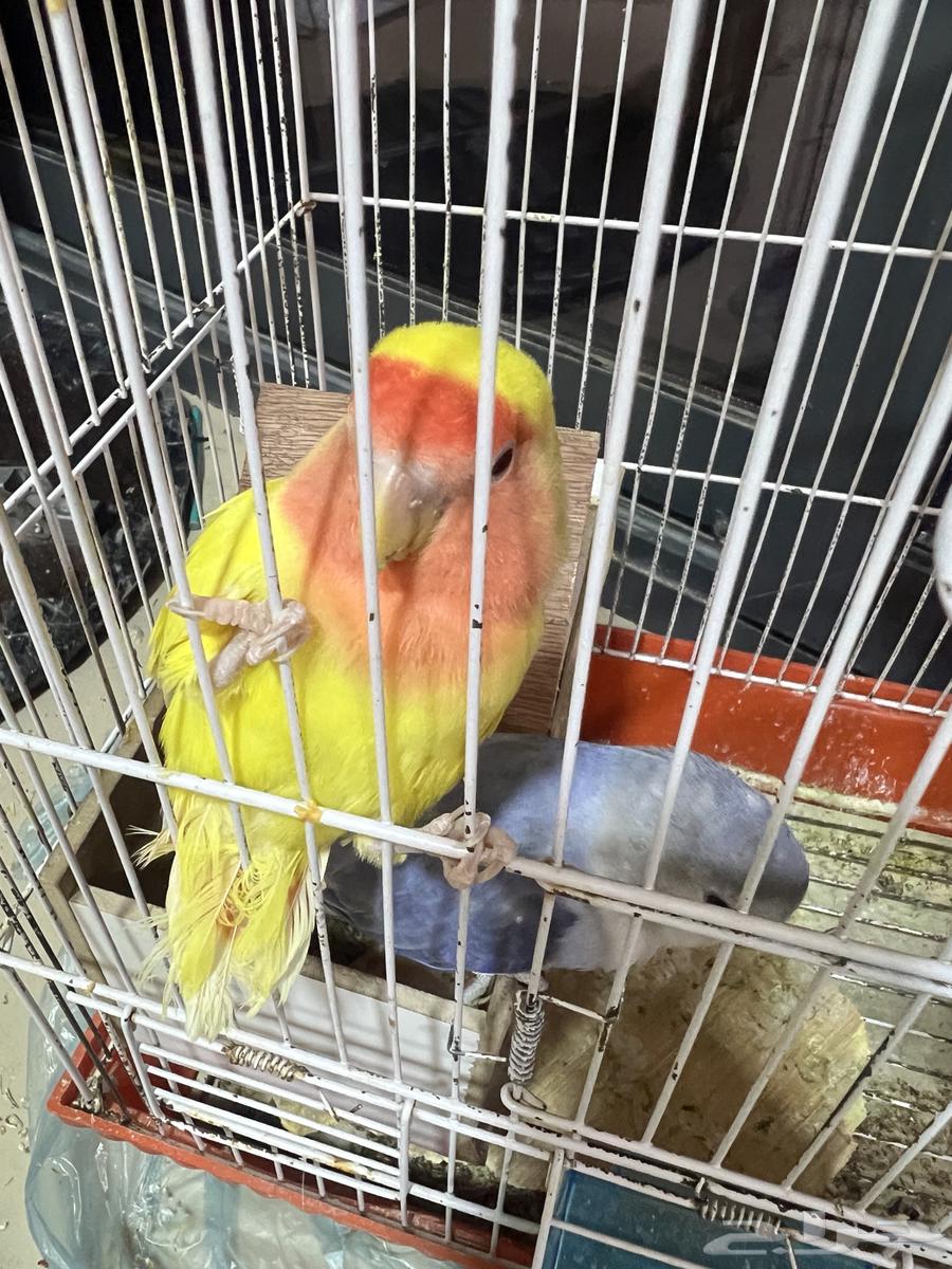 روز اصفر عيون حمر و روز بنفسجي عيون سود63728052196483110
