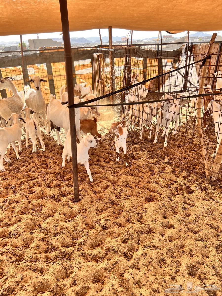 Goats for sale, 4 with 663725537258499113
