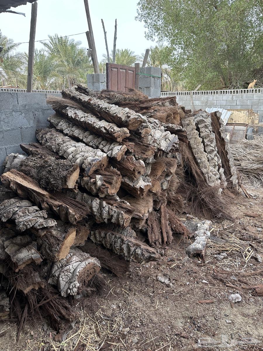 جذوع نخل للبيع بسعر رمزي طول الوحده متر و40 سانتي63728336863746113