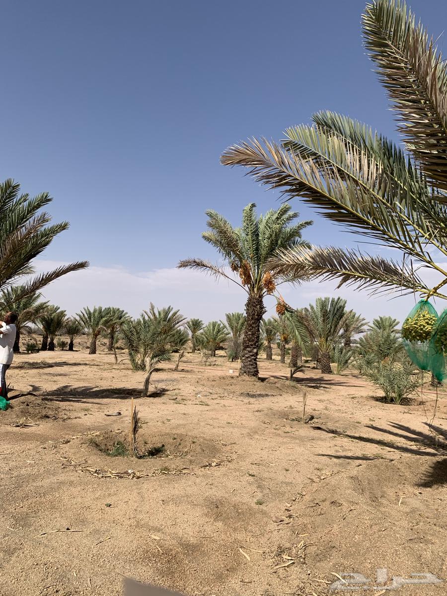 Fruit-bearing palm for sale, Al-Sail Al-Sagheer63724110300418110