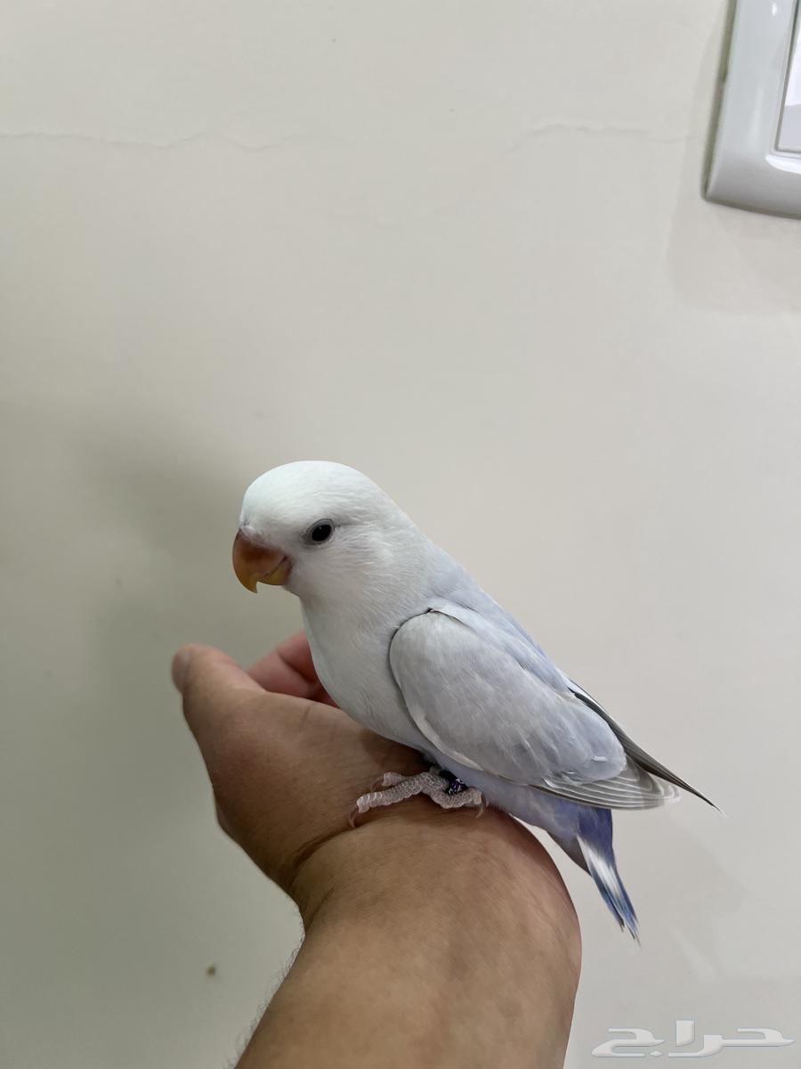 فروخ روز هدد63394648629122112