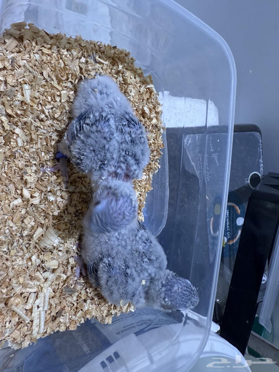 Junior Chicks63723074001025112