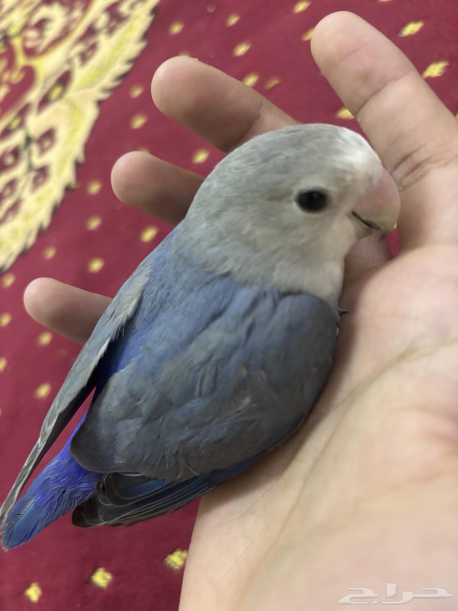 طير روز63724862533633113
