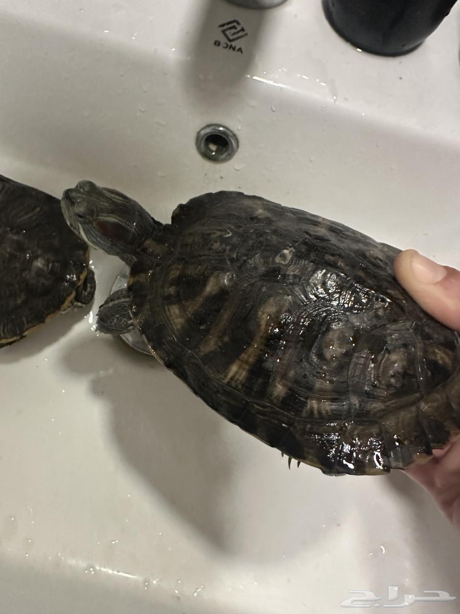 Aquatic Turtles63726183958913112