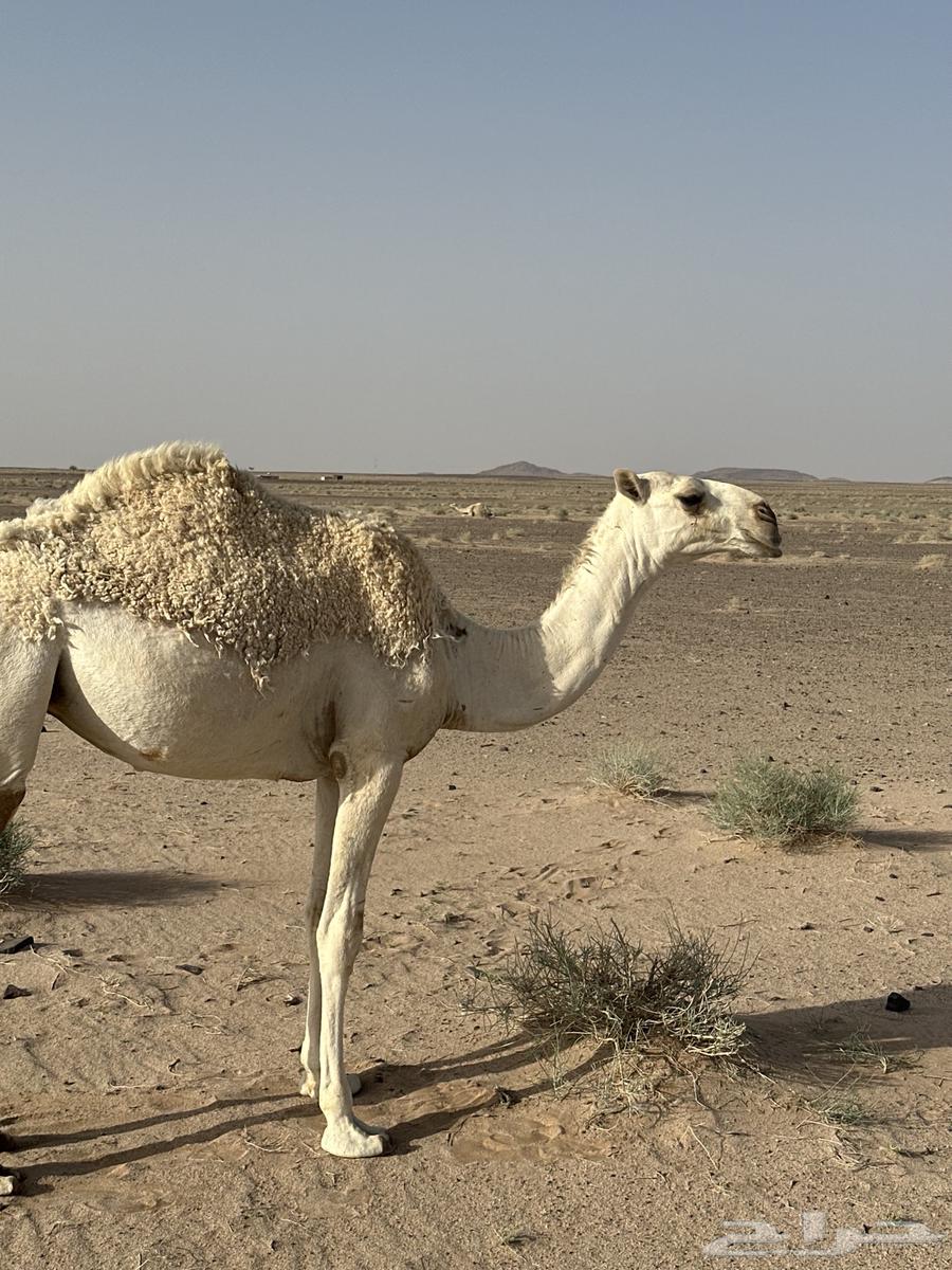 بكره عونيه مفروده حقه63727006545154111