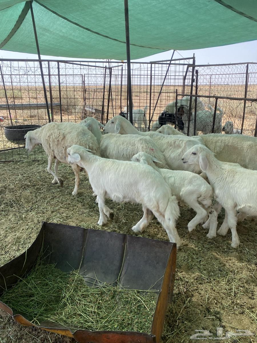 Free-range lambs, one ram and his flock slaughtered63720126094849114