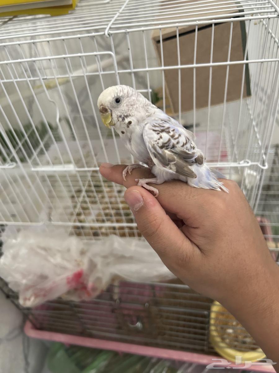 طيور بادجي63722706852994112
