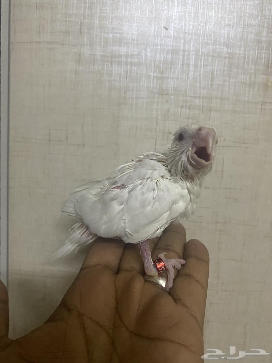 Pigeon squabs albinos (Sold)63727187090179111