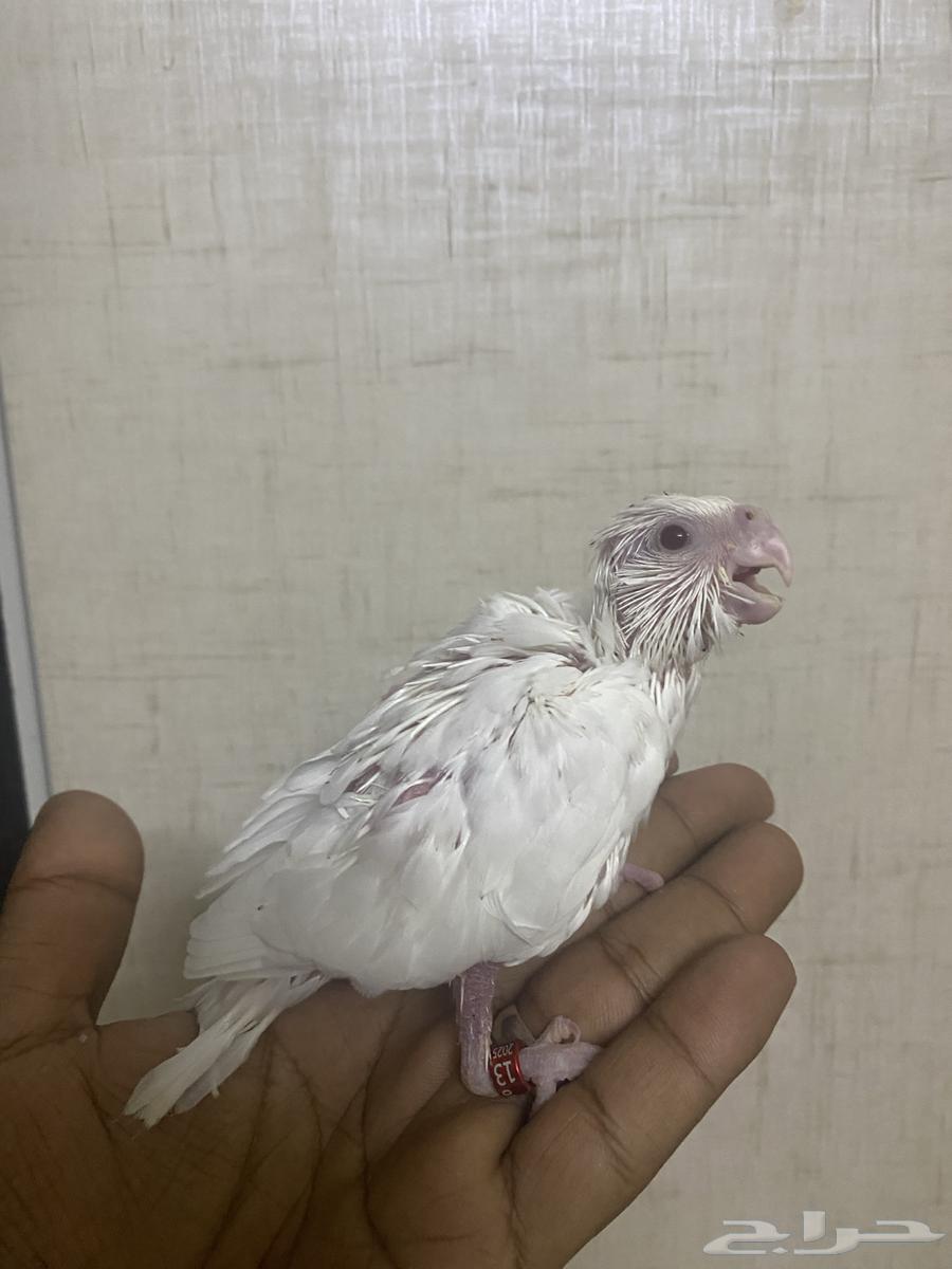 Pigeon squabs albinos (Sold)63727187090179112