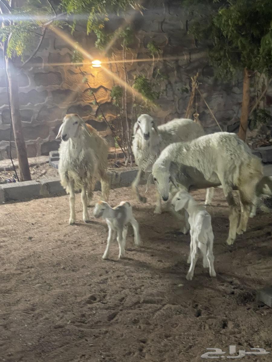 Sale of father's 2 trunks 1 bent ((Sold))63727367403266114
