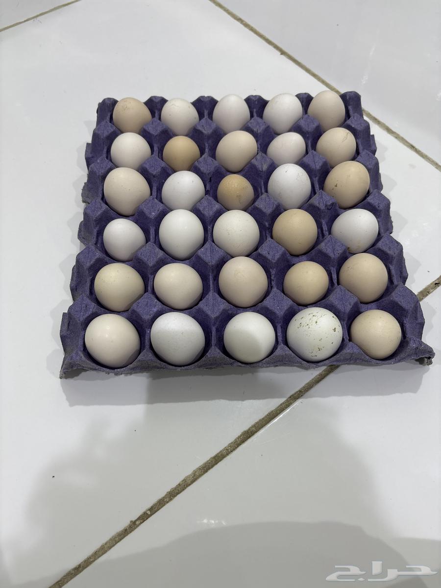 بيض بلدي63726369486083110