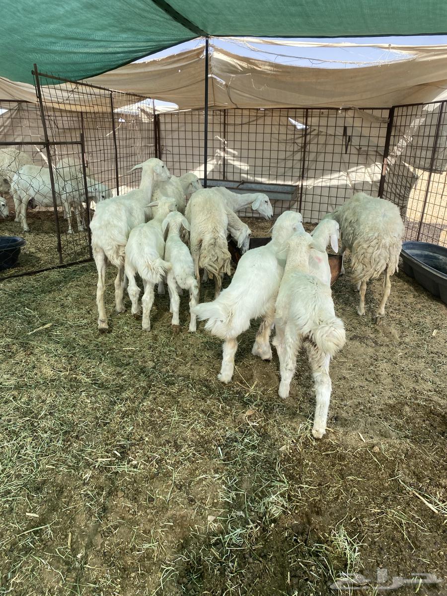 Free-range lambs, one ram and his flock slaughtered63720126094849111