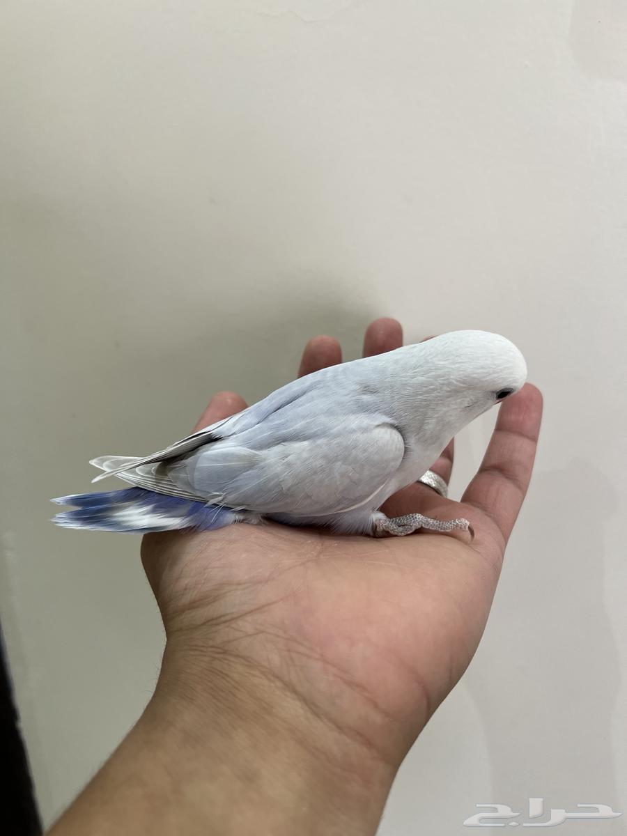 فروخ روز هدد63394648629122110