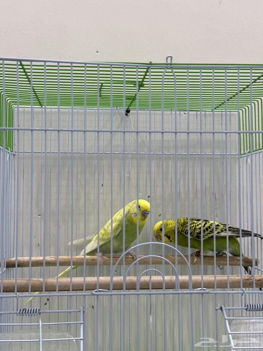 Budgie birds63720036628225111