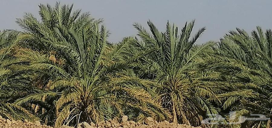 صيف مزرعه للبيع63676112151939110