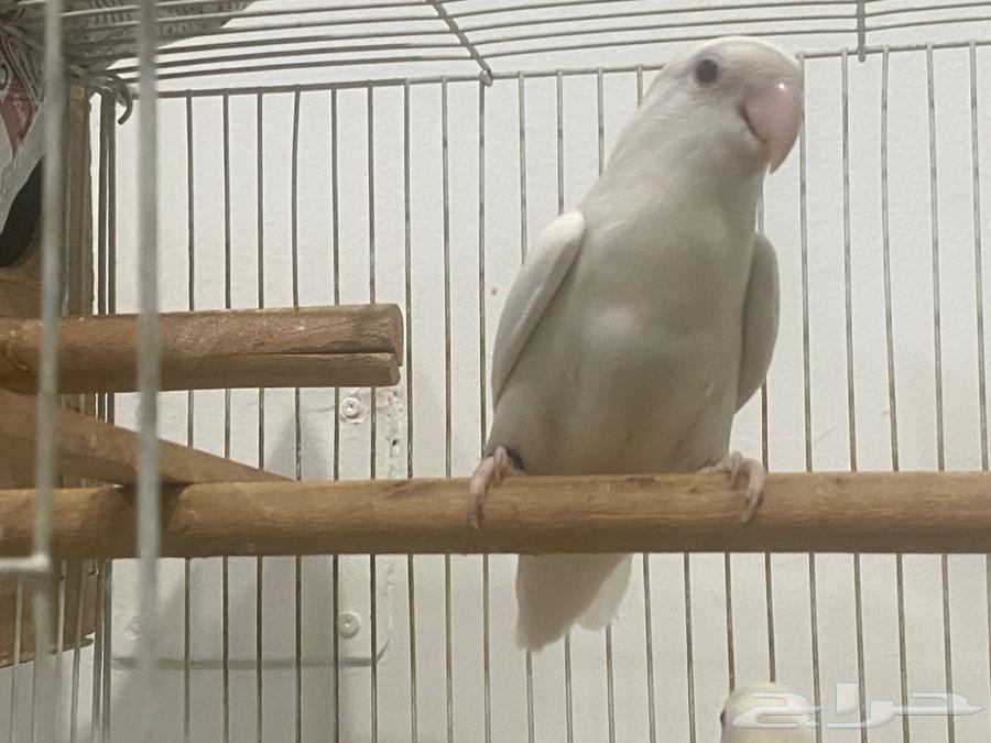 For sale, a pair of rose birds, albino mutation with red eyes63726644439169114