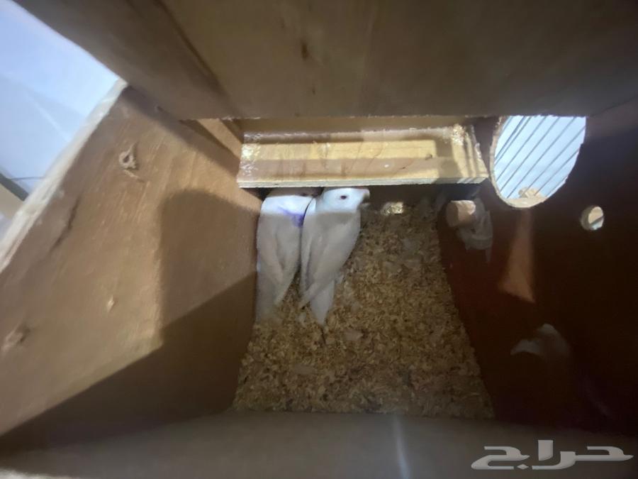 For sale, a pair of rose birds, albino mutation with red eyes63726644439169112