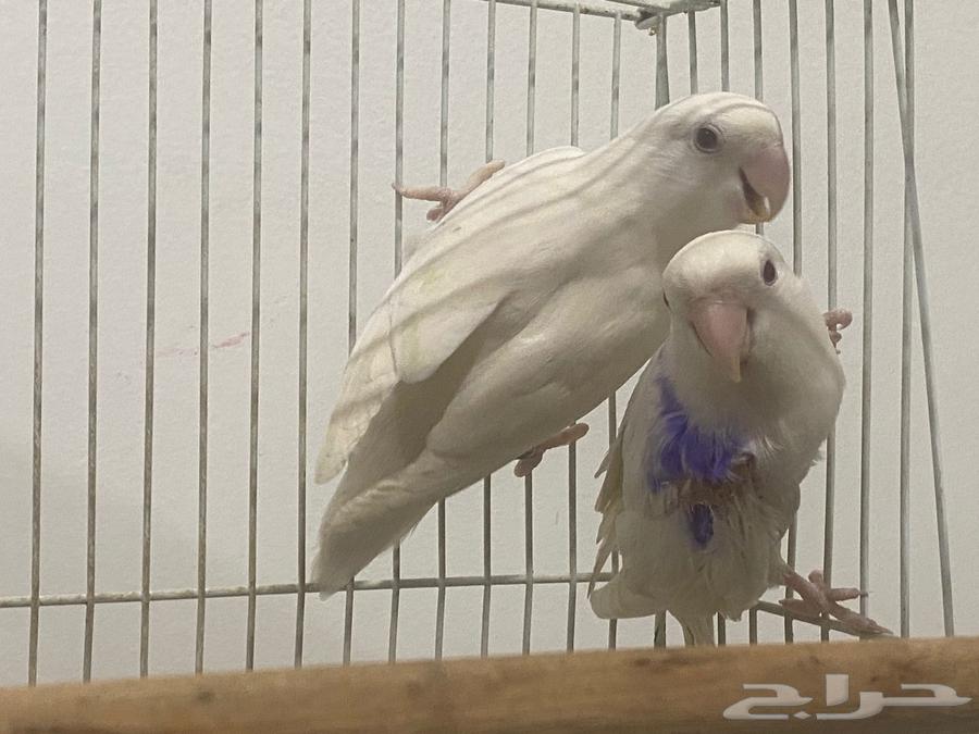 For sale, a pair of rose birds, albino mutation with red eyes63726644439169113