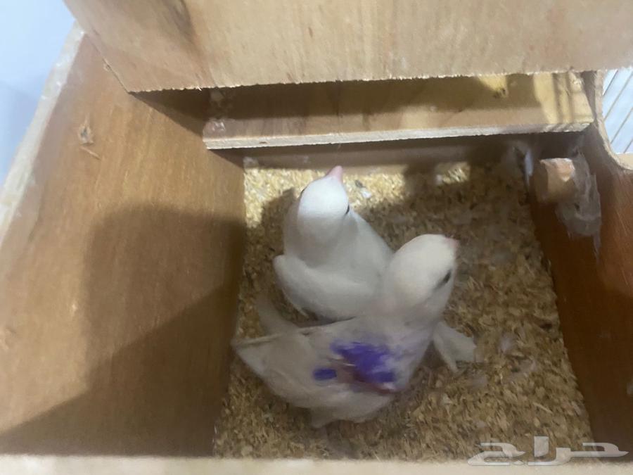 For sale, a pair of rose birds, albino mutation with red eyes63726644439169110