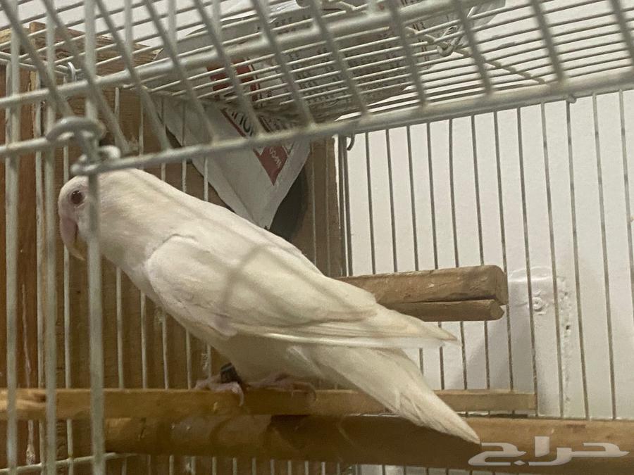 For sale, a pair of rose birds, albino mutation with red eyes63726644439169111