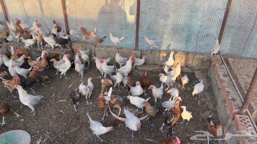 4-month-old local and Fayoumi chicken63718935015169112