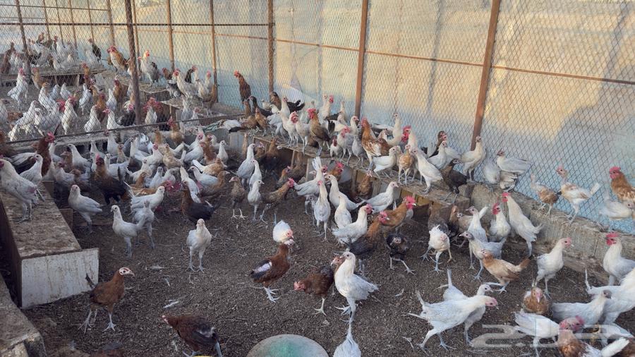 4-month-old local and Fayoumi chicken63718935015169113