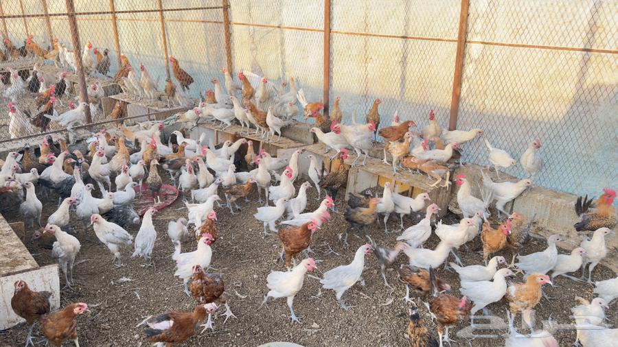 4-month-old local and Fayoumi chicken63718935015169110