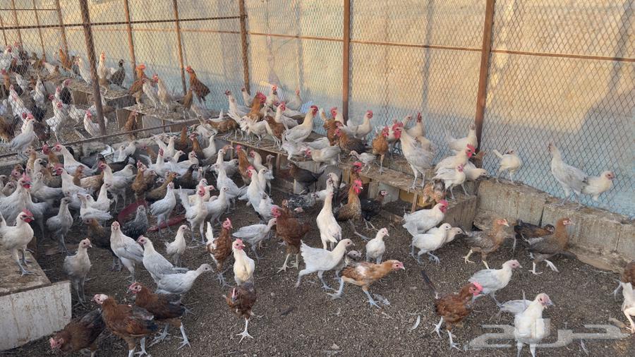 4-month-old local and Fayoumi chicken63718935015169111