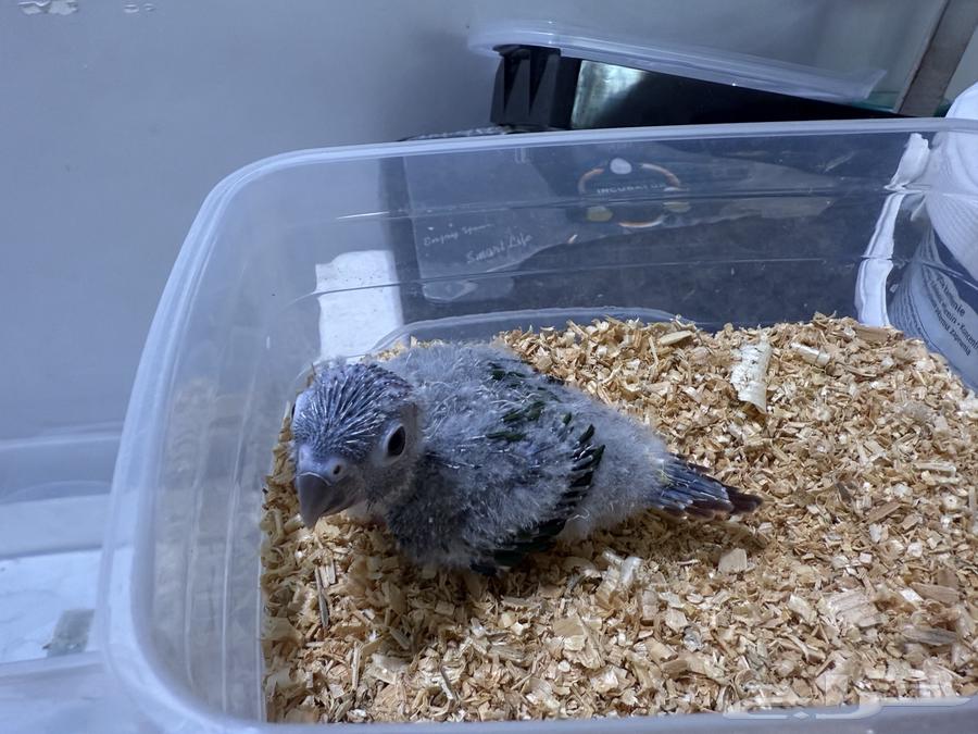 Junior Chicks63723074001025110