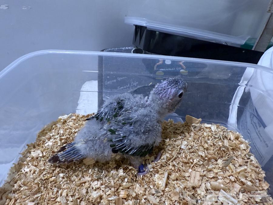 Junior Chicks63723074001025111