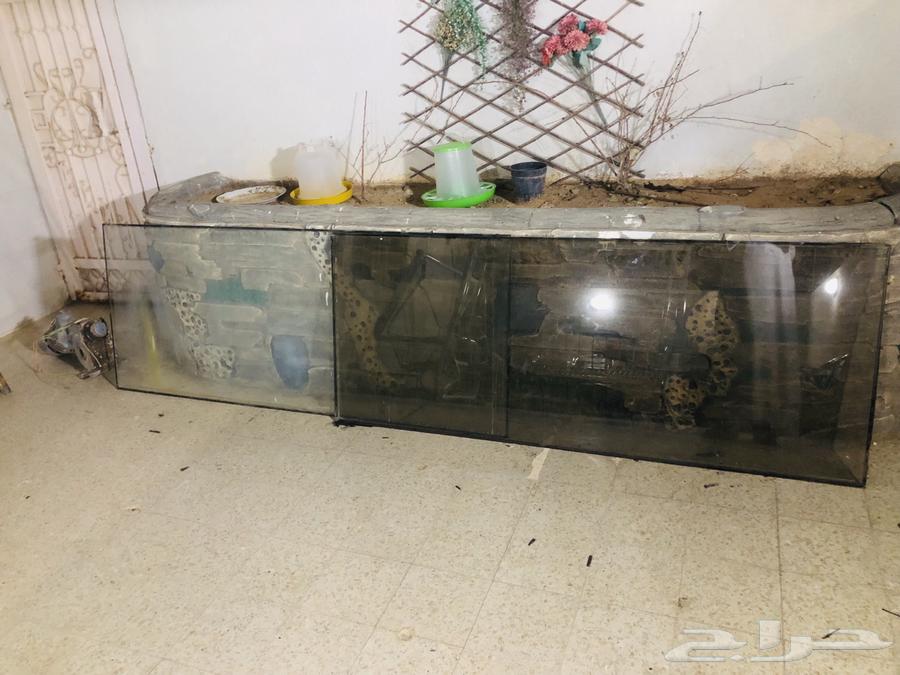 زجاج باب شباب63718359449475110