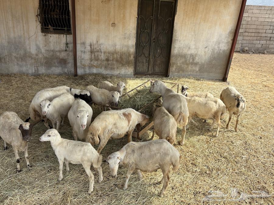 Sheep for sale, contact me privately or via my WhatsApp number63721410316545111