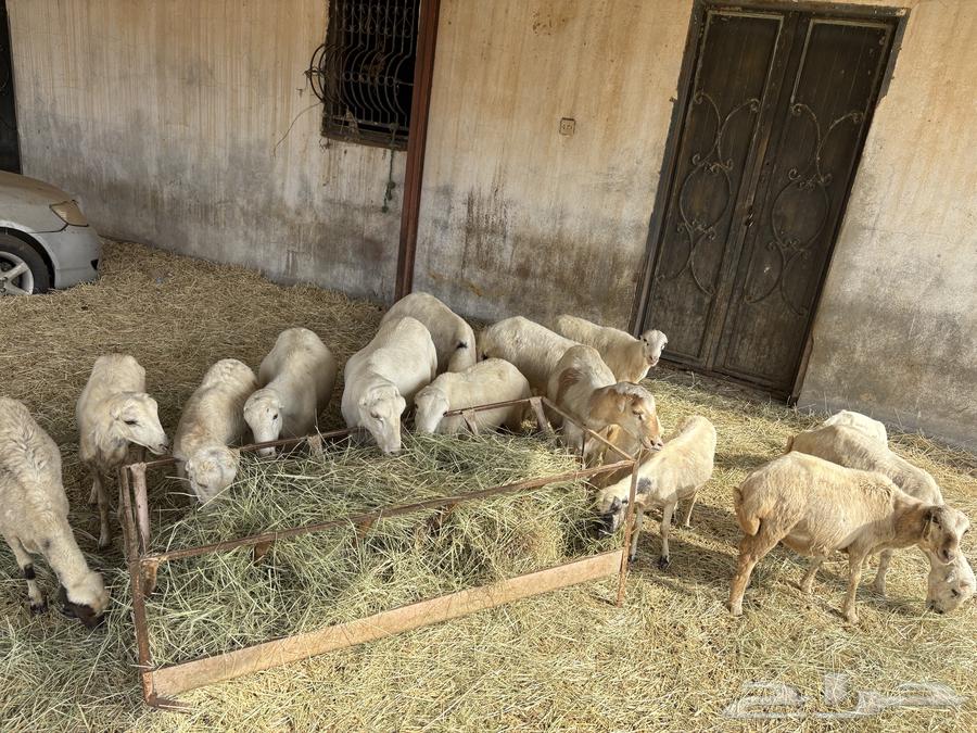 Sheep for sale, contact me privately or via my WhatsApp number63721410316545110