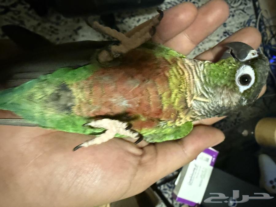 ببغاء كنيور كونيور قرين شيك هدد ما يعض63720483321986112