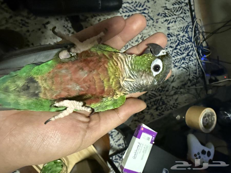 ببغاء كنيور كونيور قرين شيك هدد ما يعض63720483321986111