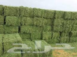 برسيم رطوبه ممتاز وشد من 85الى90 بسعر 21.5 صافي63720036583427110