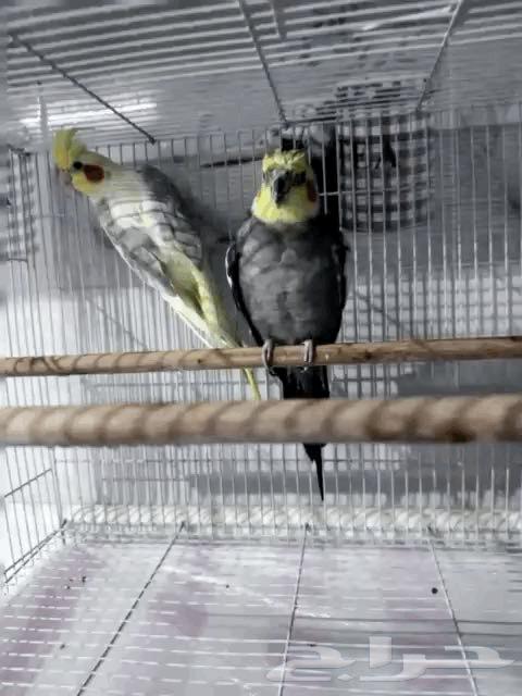كروان ذكور للبيع على شرط63719031777794112