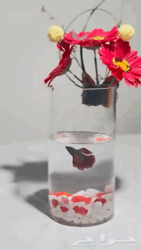 اسماك الفايتر مع تنسيق فازات توصيل مجاني لخميس مشيط63720036730755114