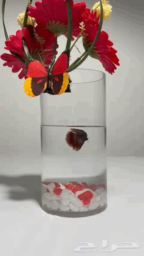 اسماك الفايتر مع تنسيق فازات توصيل مجاني لخميس مشيط63720036730755113