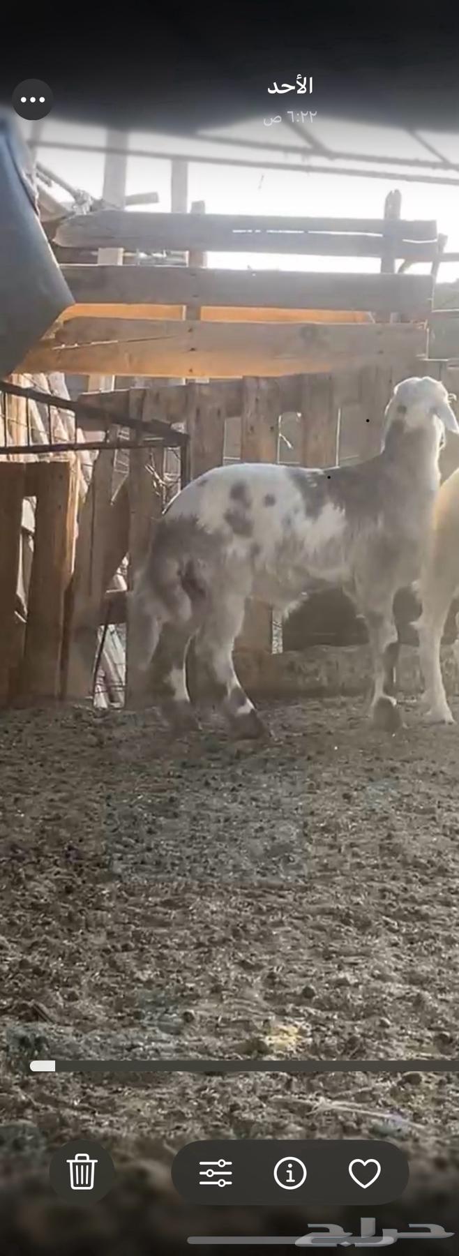 The baby is 3 months old, add another 3 and a half months, his back is good, his side is good63723927400067114