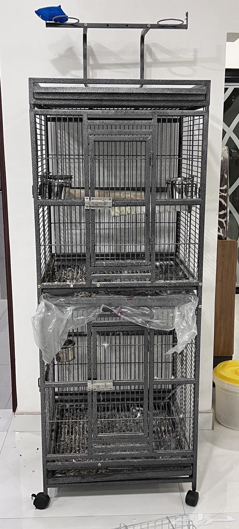 Female African Grey Parrot with Double-Layer Cage63618679049602114