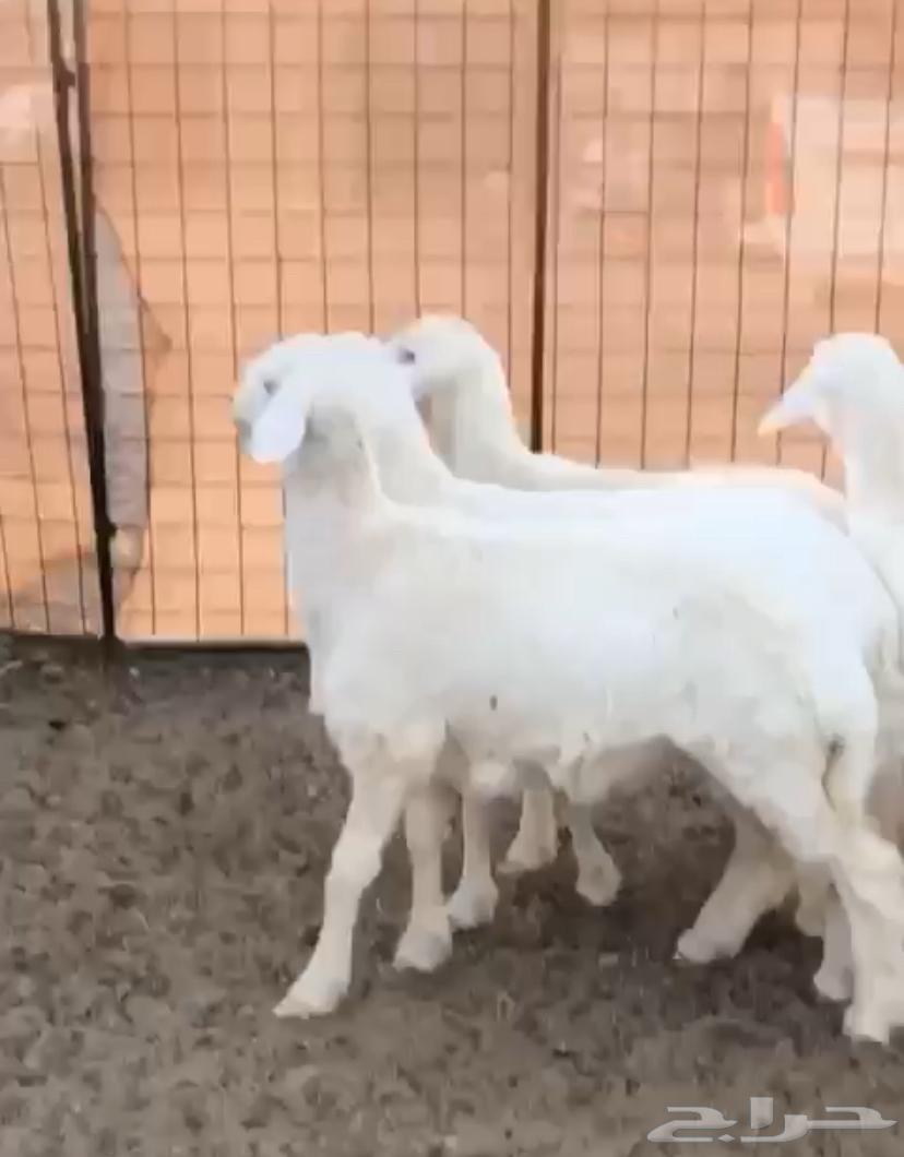4 خروف العمر 3 ونص شعره وطرف فل الموقع الحناكيه تم البيع63721128181379111