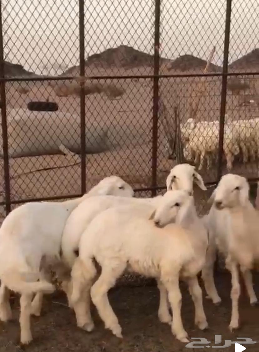 4 خروف العمر 3 ونص شعره وطرف فل الموقع الحناكيه تم البيع63721128181379110