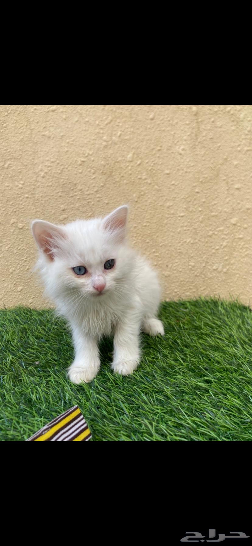 Kittens for sale, one month and two weeks old63722981233027112