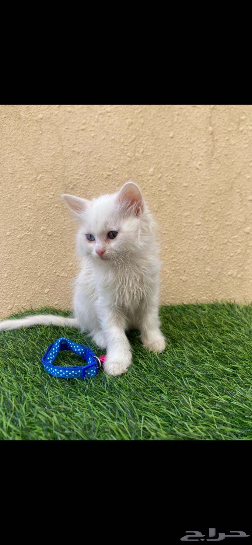 Kittens for sale, one month and two weeks old63722981233027110