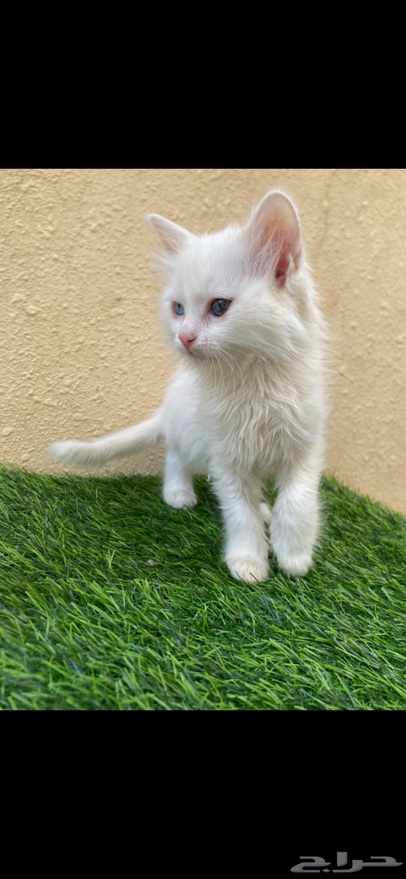 Kittens for sale, one month and two weeks old63722981233027111